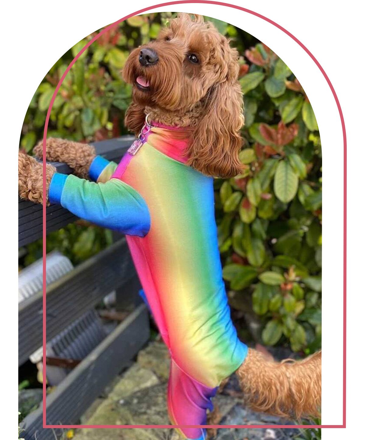 Rainbow Summer Dog Suit