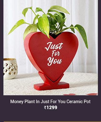 money-plant-in-just-for-you-ceramic-pot