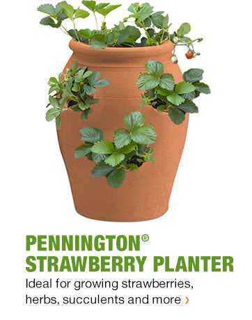 PENNINGTON STRAWBERRY PLANTER