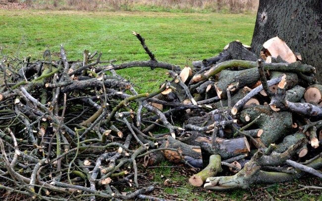 Taking Down a Tree in Your Yard? Here Are 12 Things You Can Do With the Wood