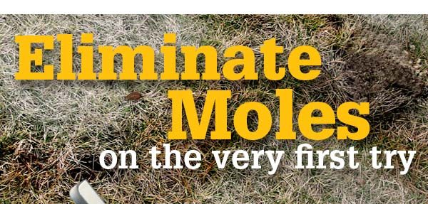 Eliminate Moles on the very first try