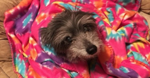 Woman Unknowingly Rescues Senior Dog She Lost 11 Year Prior