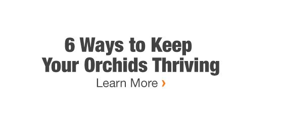 6 Ways to Keep Your Orchids Thriving