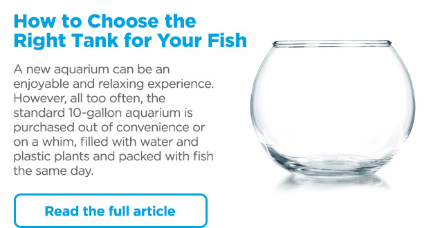 How to Choose the Right Tank for Your Fish. A new aquarium can be an enjoyable and relaxing experience. However, all too often, the standard 10-gallon aquarium is purchased out of convenience or on a whim, filled with water and plastic plants and packed with fish the same day. Read the full article. 