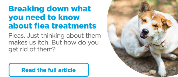 Breaking down what you need to know about flea treatments. Fleas. Just thinking about them makes us itch. But how do you get rid of them? Read the full article. 