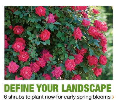 6 SHRUBS TO PLANT NOW FOR EARLY SPRING BLOOMS