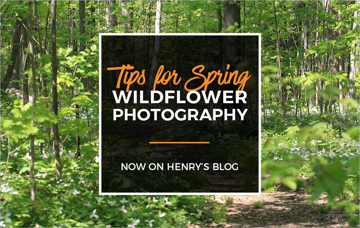 Henry's Blog