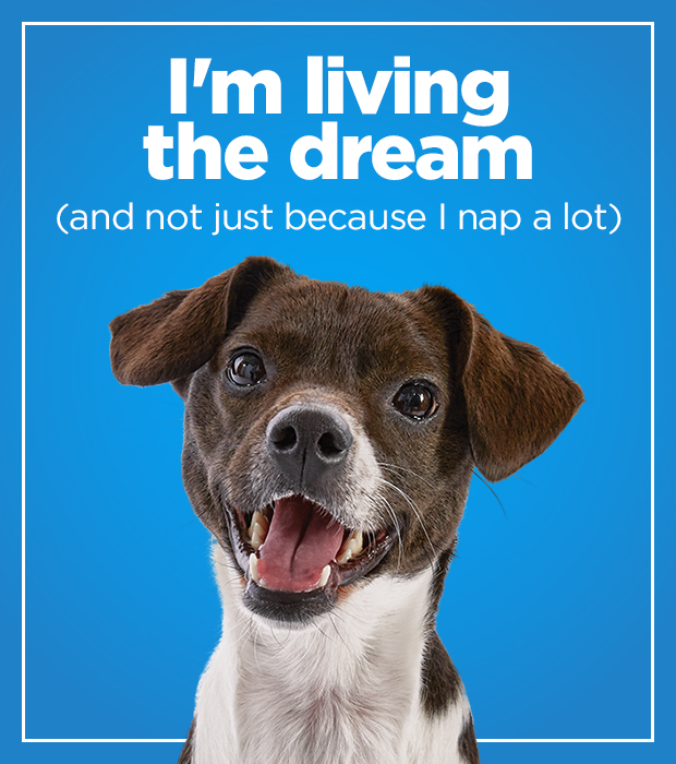 I'm living the dream, and not just because I nap a lot