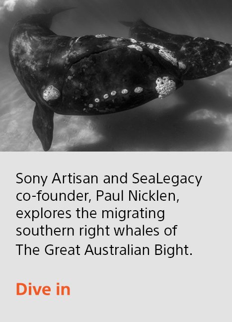 Sony Artisan and SeaLegacy co-founder, Paul Nicklen, explores the migrating southern right whales of The Great Australian Bight. | Dive in