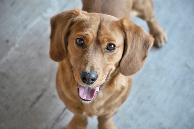 10 Signs Your Dog Is Truly Happy