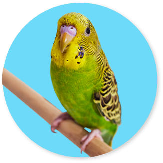 Bird-Bird-Deals-Image