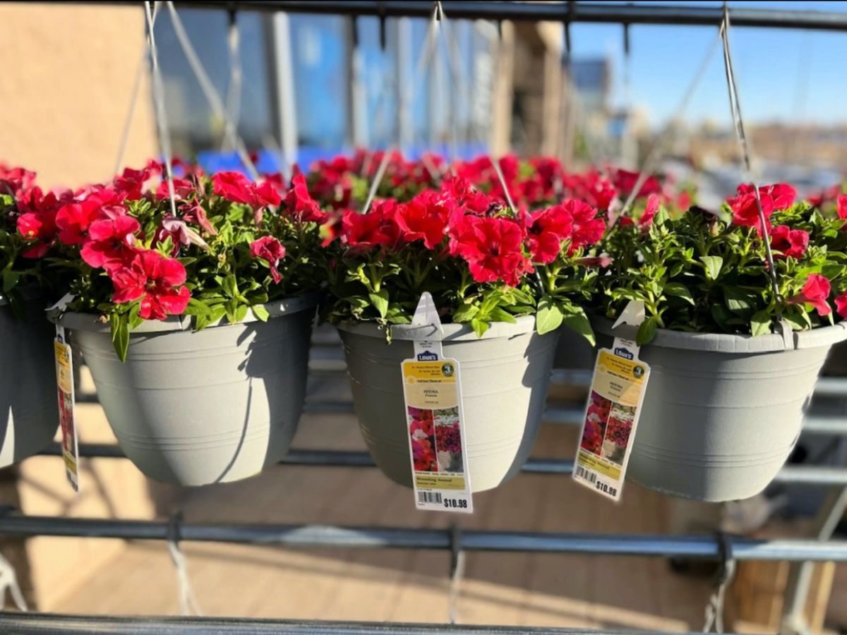 bright pink hanging flower baskets at lowes