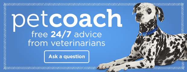 Petcoach: free 24/7 advice from veterinarians. Ask a question >