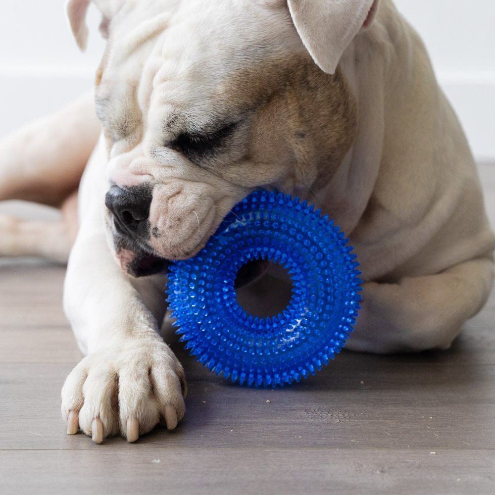 Image of Fetch & Floss Dental Chew Toy - Deal 50% Off