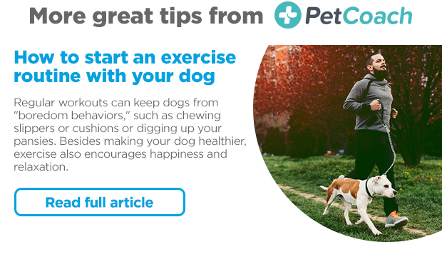 How to start an exercise routine with your dog. Read full article >