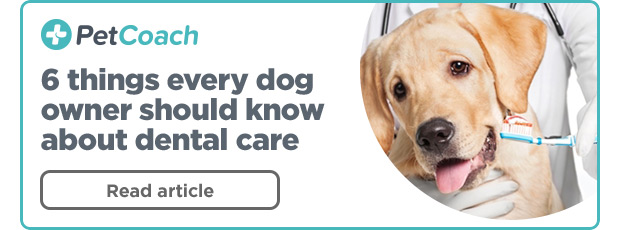 PetCoach: 6 things every dog owner should know about dental care. Read article.
