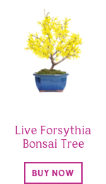 Forsythia Bonsai Tree