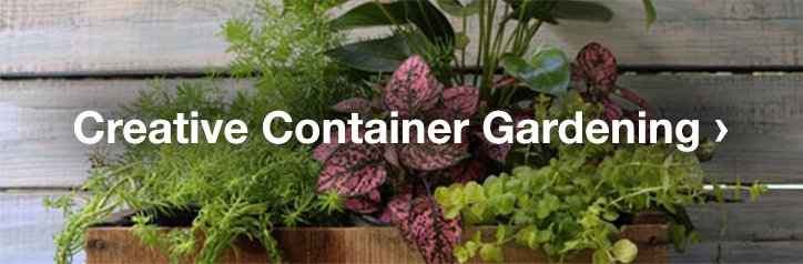 CREATIVE CONTAINER GARDENING