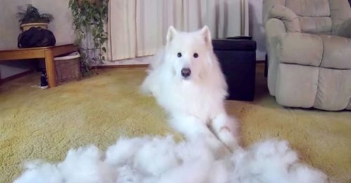 You’ll Never Believe How Much Fur This Dad Brushed Off His Dog