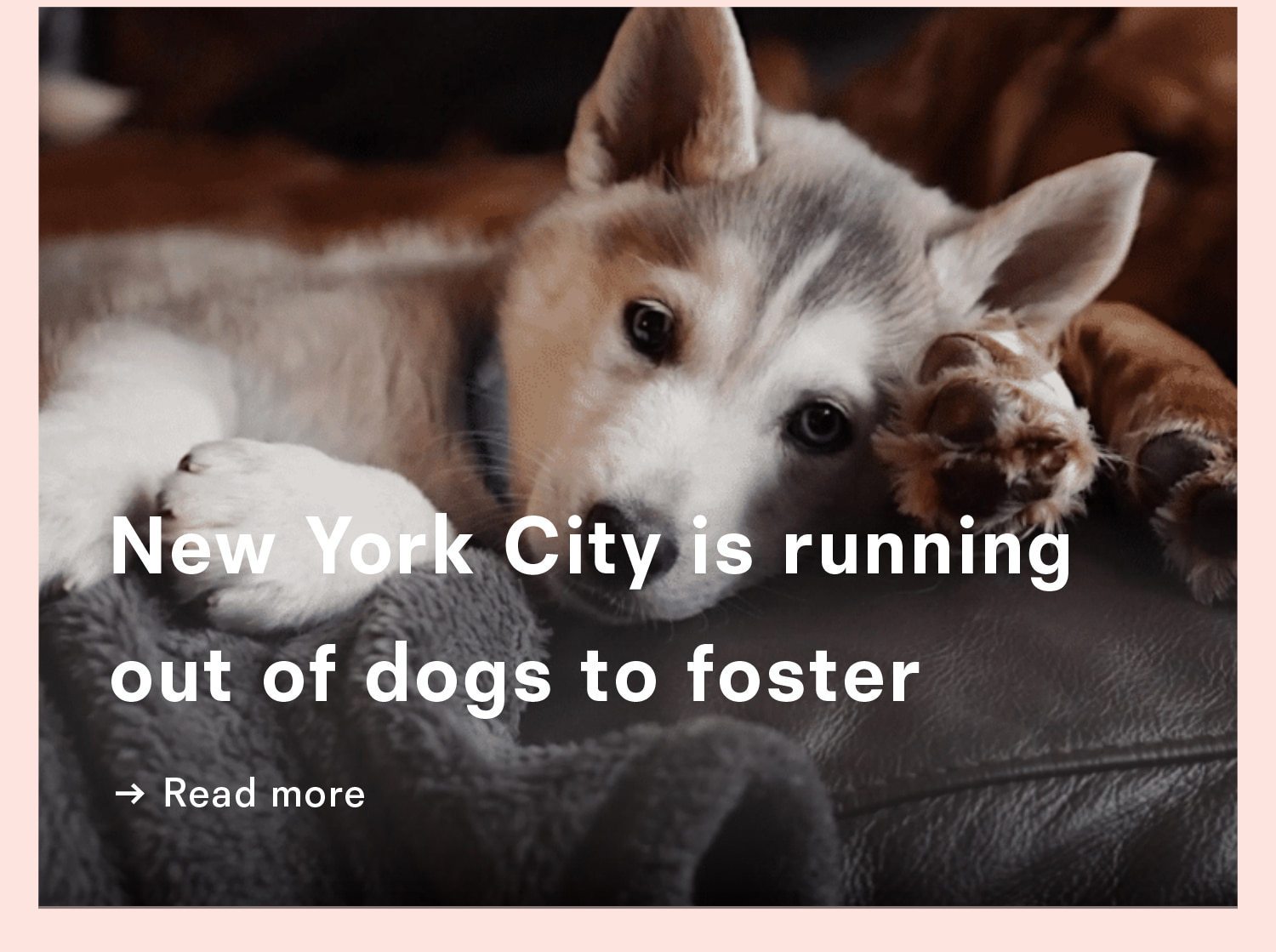 New York City is running out of dogs to shelter.