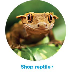 Shop reptile.