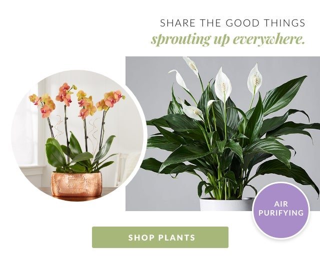 SHOP PLANTS