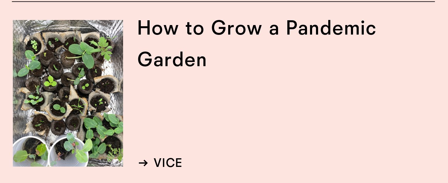 How to grow a pandemic garden