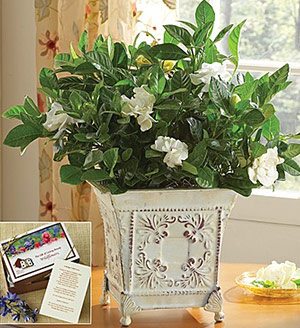 Grand Gardenia™ for Sympathy SHOP NOW 