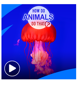 HOW DO ANIMALS DO THAT?