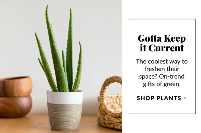 Keep it Current - Shop Plants
