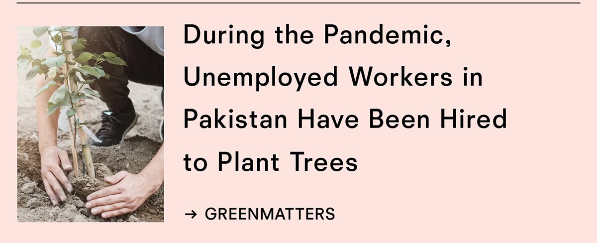 Unemployed workers have been hired to plant trees