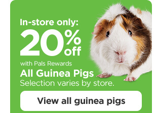 In-store only: 20% off with Pals Rewards. All Guinea Pigs. Selection varies by store. View all guinea pigs.