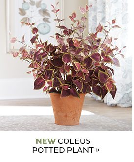 NEW Coleus Potted Plant