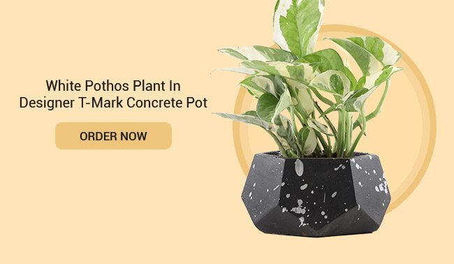 white-pothos-plant-in-designer-t-mark-concrete-pot