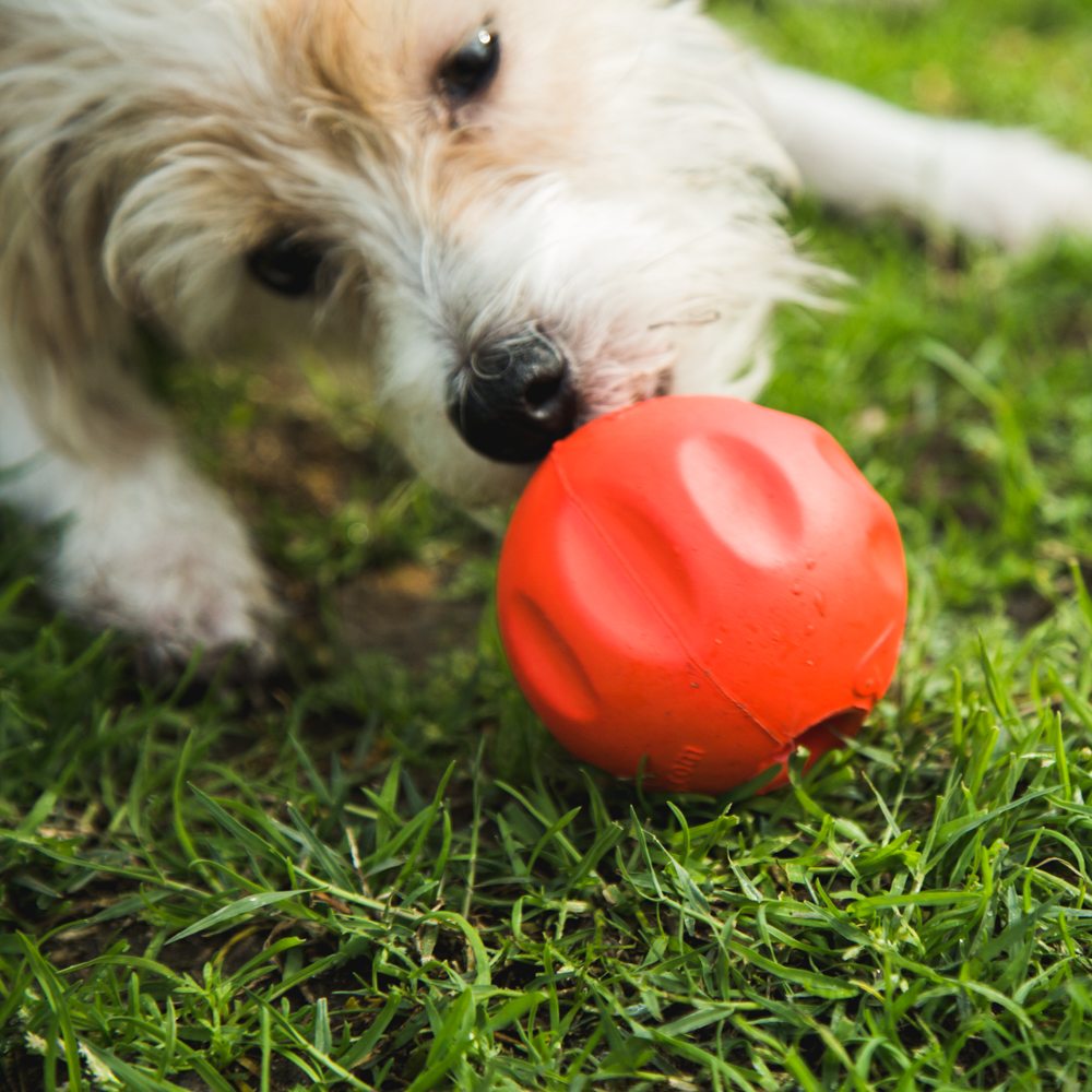The BetterBall™ – A Stronger, Safer, Easier to Clean Stuffable Ball Dogs Go Crazy Over! (2 PACK)