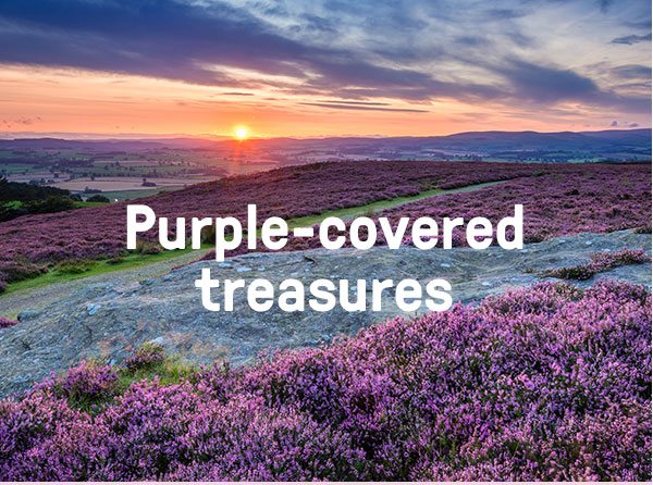 Purple-covered treasures