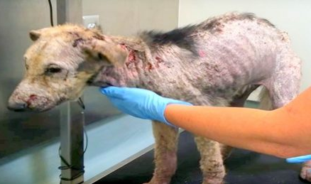 Watch this Dog’s Miraculous Recovery from Malnourished to Thriving