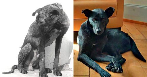 Starving Dog’s Incredible Recovery Reveals His Beauty