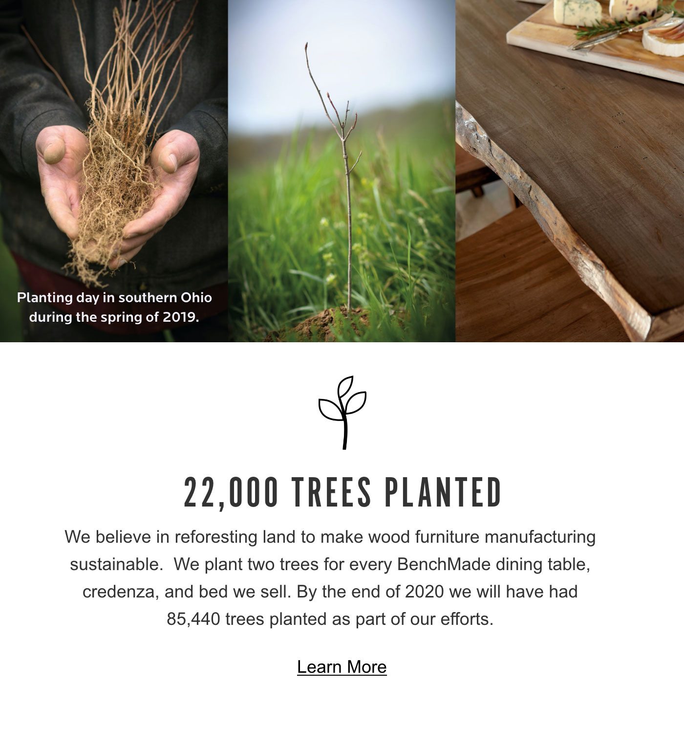 22,000 Trees Planted
