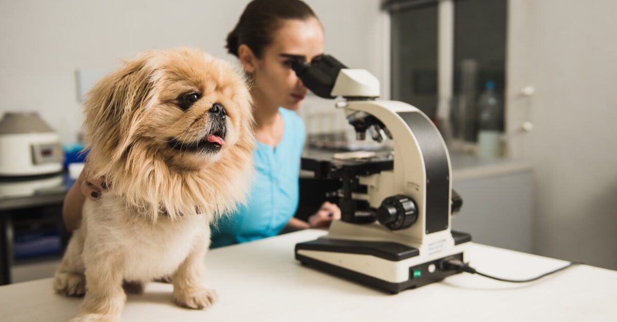 New Study Finds Hemp Extract Helps Older Dogs with Arthritis & Mobility Problems