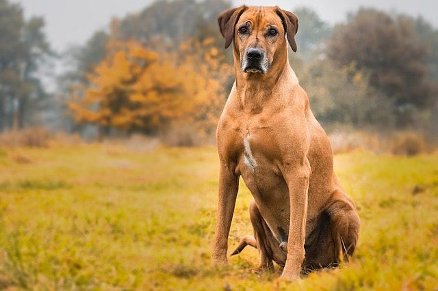 12 Dog Breeds That Will Guard You With Their Life