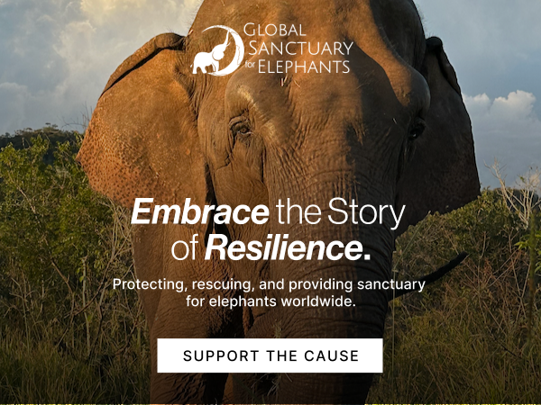 Embrace the Story of Resilience | SUPPORT THE CAUSE