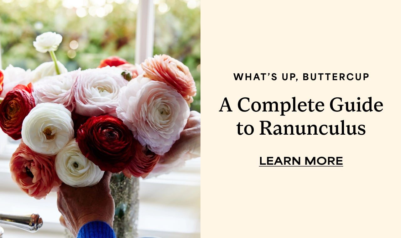 What's Up, Buttercup | A Complete Guide to Ranunculus | Learn More