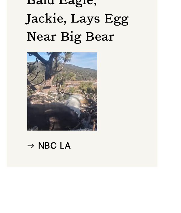 Bald Eagle, Jackie, Lays Egg Near Big Bear