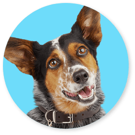 DogDeal-CTA-Image