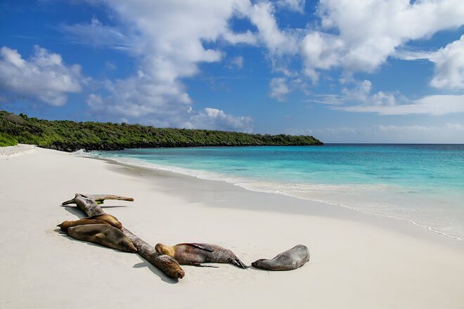 Discover the incredible biodiversity of the Galapagos Islands.