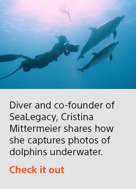 Diver and co-founder of SeaLegacy, Cristina Mittermeier shares how she captures photos of dolphins underwater. | Check it out