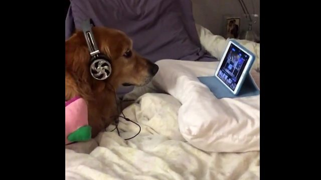 Dog Who’s Scared Of Fireworks Wears Headphones & Watches Videos On iPad To Relax