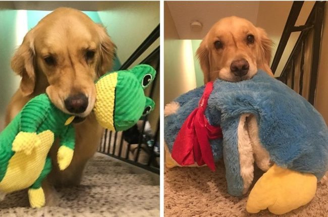 Toy Loving Therapy Dog Chooses A Different Plushie To Snuggle Each Night