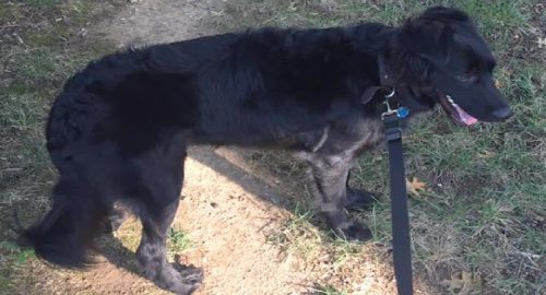 Faithful German Shepherd Mix Has Other Plans for Would-Be Child Predator